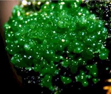 conichalcite