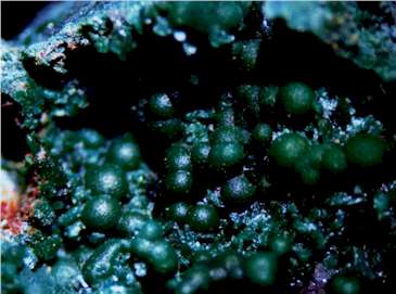 malachite