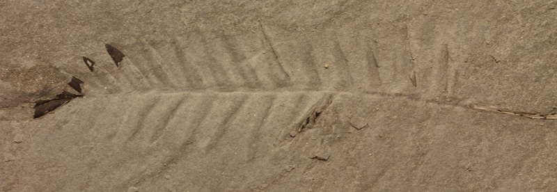 leaf1