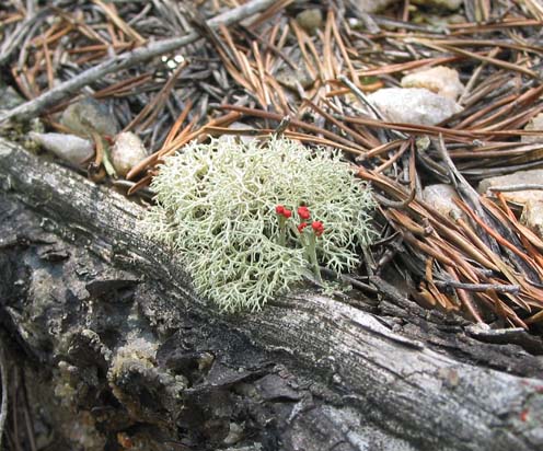 lichens