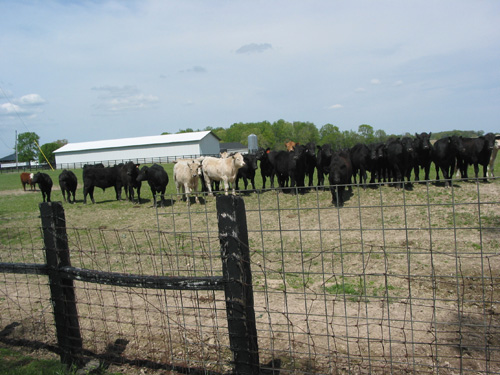 cows1