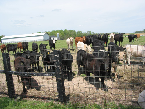 cows2
