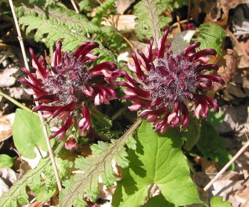 flora1