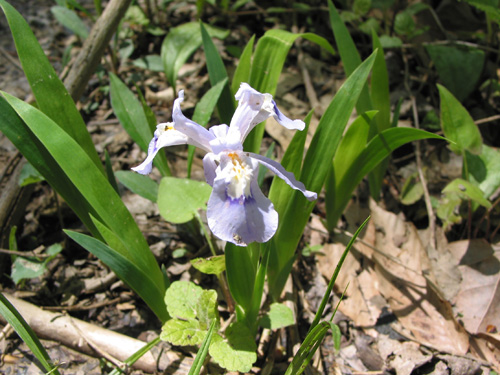 flora2
