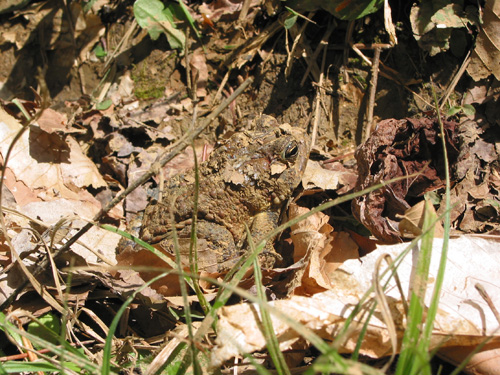 toad