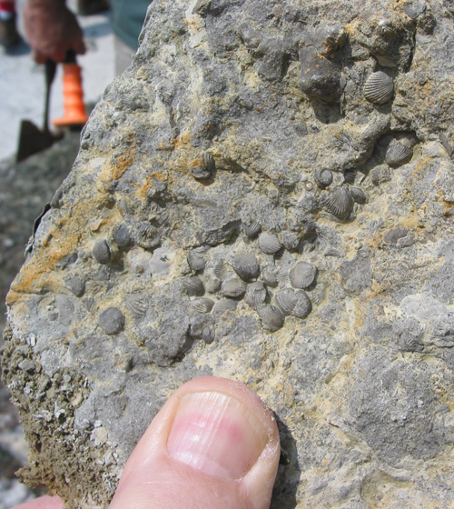 fossil4