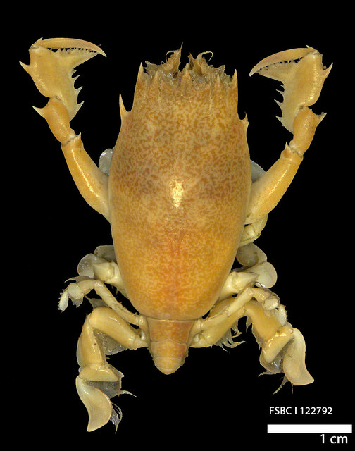 frog crab