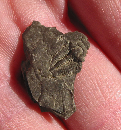 alabama