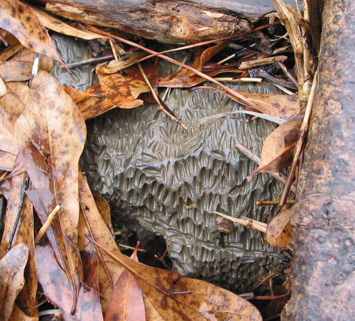 alabama