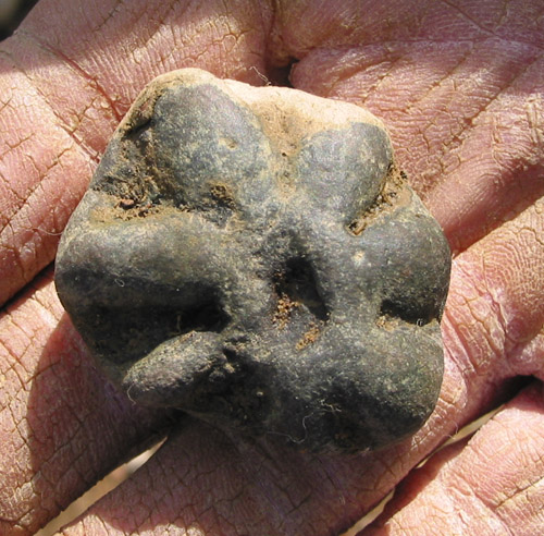 alabama