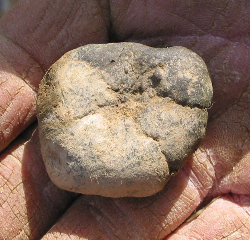 alabama