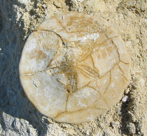 sanddollar