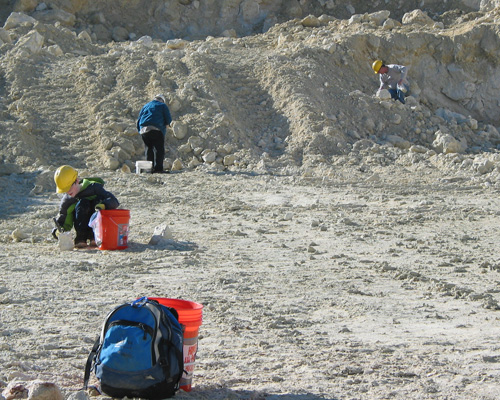 fossils