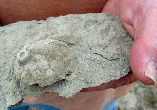 fossil