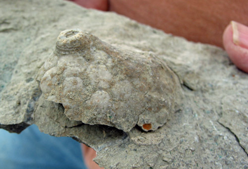 fossil