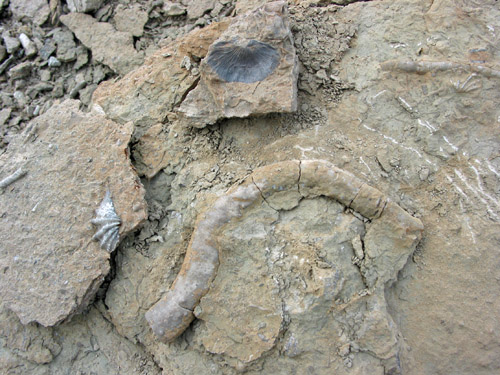 fossil