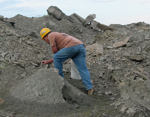 fossil