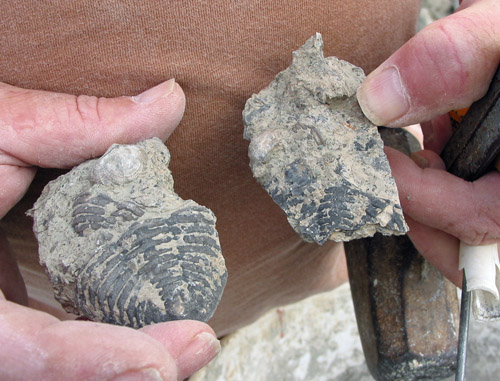 fossil