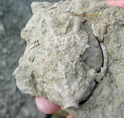fossil