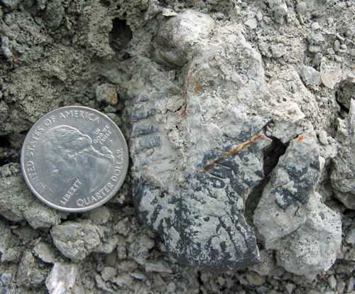 fossil