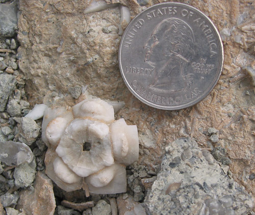 fossil