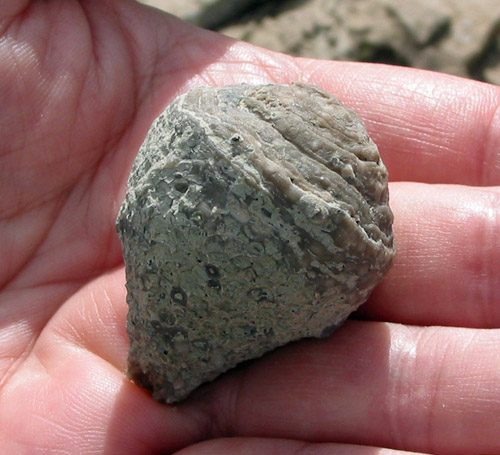 fossil