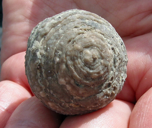 fossil