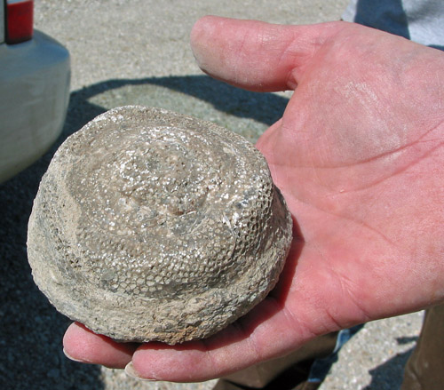 fossil
