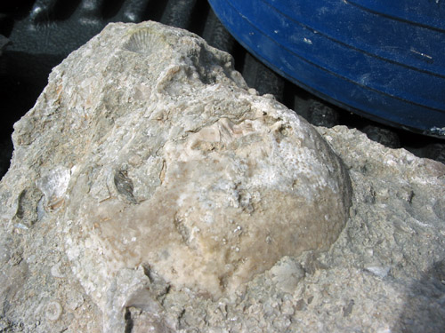fossil