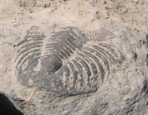 fossil