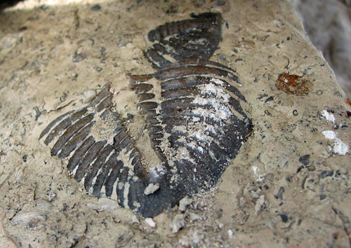 fossil