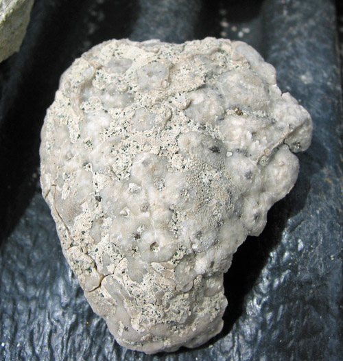 fossil