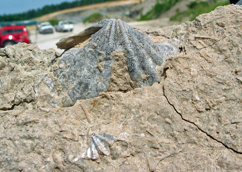 fossil