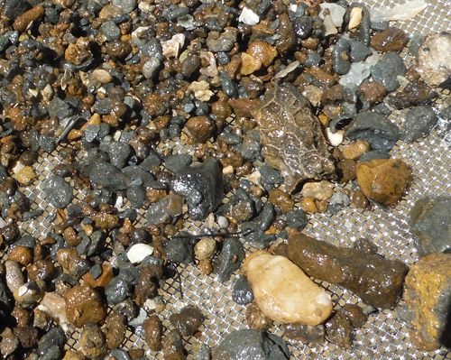 fossil