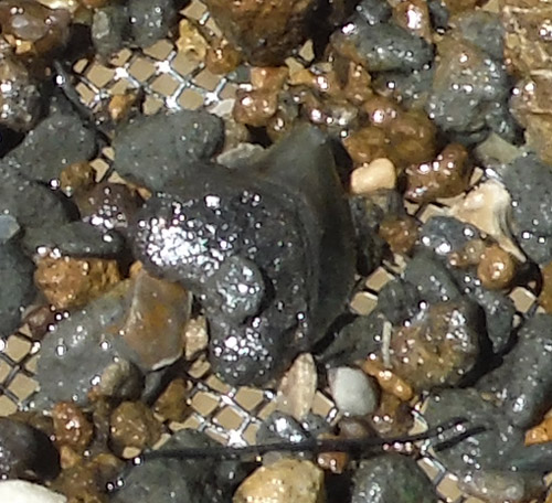 fossil