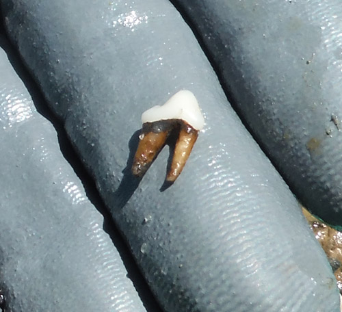 fossil