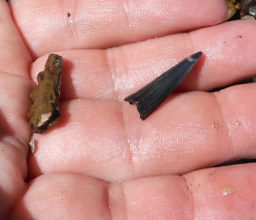 fossil