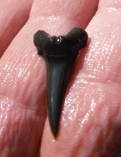 sharktooth
