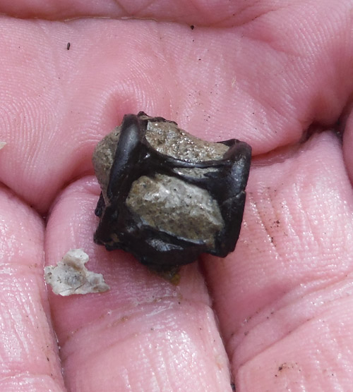 fossil