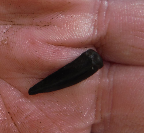 fossil