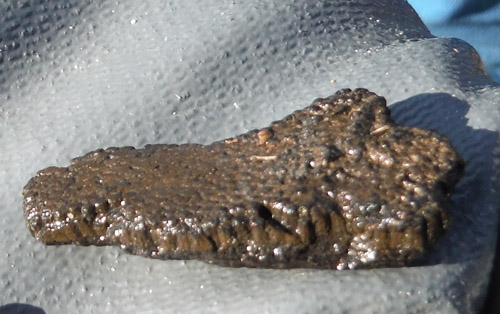 fossil