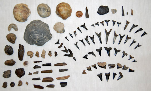 fossil