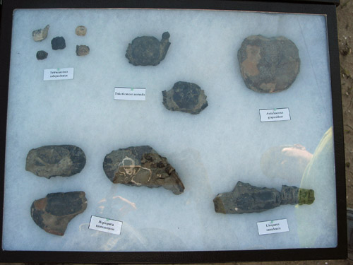 fossil