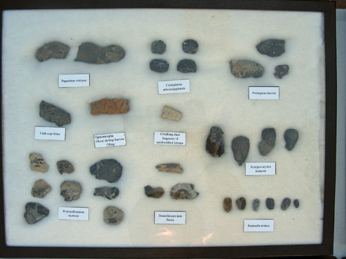 fossil