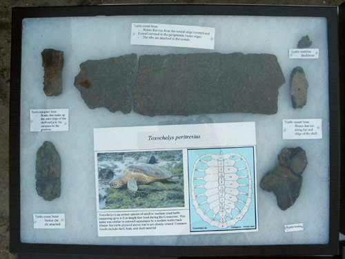 fossil