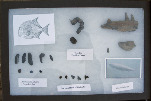 fossil