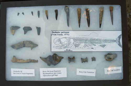 fossil