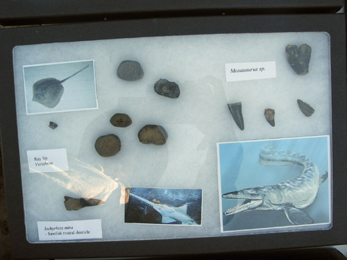 fossil