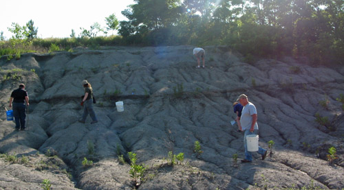 fossil