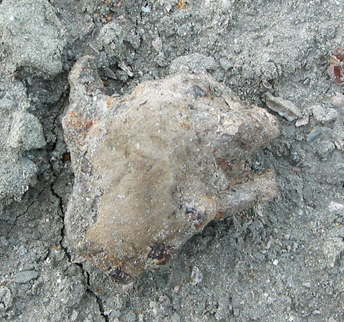 fossil
